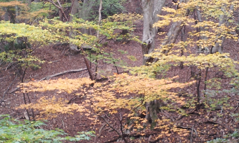 2011-10-30 08.13.55.jpg